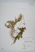 異葉卷柏藏品圖，第1張