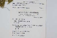 異葉卷柏藏品圖，第2張