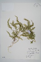 全緣卷柏藏品圖，第1張