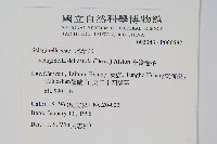 全緣卷柏藏品圖，第2張