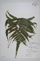 密毛毛蕨藏品圖，第1張