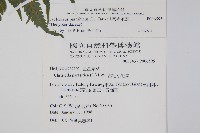 密毛毛蕨藏品圖，第2張