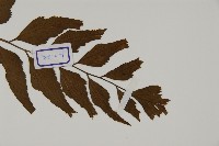 革葉鐵角蕨藏品圖，第3張