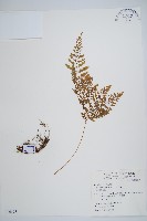 海州骨碎補藏品圖，第1張