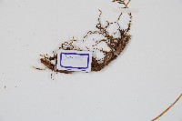 海州骨碎補藏品圖，第3張