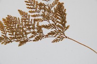 海州骨碎補藏品圖，第4張