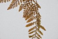 海州骨碎補藏品圖，第5張