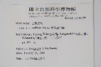 垂葉書帶蕨藏品圖，第2張