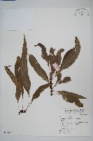波氏星蕨藏品圖，第1張