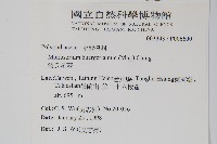 波氏星蕨藏品圖，第2張