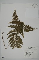 愛德氏肋毛蕨藏品圖，第1張