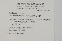 愛德氏肋毛蕨藏品圖，第2張