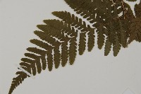 愛德氏肋毛蕨藏品圖，第3張