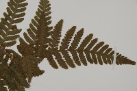 愛德氏肋毛蕨藏品圖，第4張