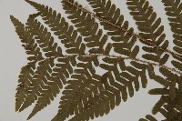 愛德氏肋毛蕨藏品圖，第5張