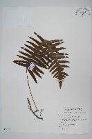 臺灣水龍骨藏品圖，第1張