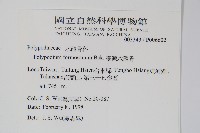 臺灣水龍骨藏品圖，第2張