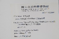 無柄車前蕨、小車前蕨藏品圖，第2張