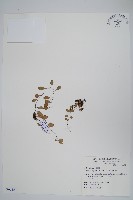 抱樹蕨、伏石蕨藏品圖，第1張