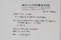 抱樹蕨、伏石蕨藏品圖，第2張