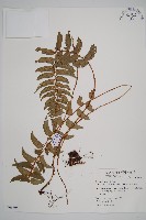 鞭葉耳蕨藏品圖，第1張