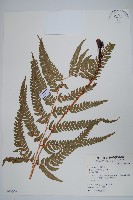 南海鱗毛蕨藏品圖，第1張