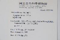 南海鱗毛蕨藏品圖，第2張