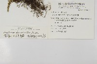 骨碎補鐵角蕨藏品圖，第2張