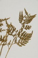 骨碎補鐵角蕨藏品圖，第3張