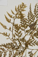 骨碎補鐵角蕨藏品圖，第4張