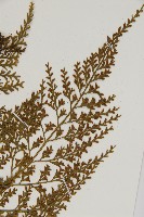 骨碎補鐵角蕨藏品圖，第5張