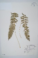 臺灣耳蕨藏品圖，第1張