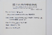 臺灣耳蕨藏品圖，第2張