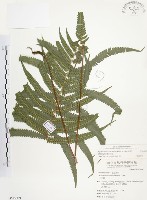 毛蕨藏品圖，第1張