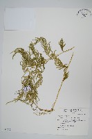 全緣卷柏藏品圖，第1張