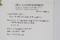 全緣卷柏藏品圖，第2張