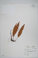 石葦藏品圖，第1張