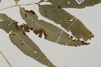 日本鳳丫蕨藏品圖，第3張