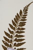 裂葉鐵角蕨藏品圖，第3張