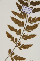 裂葉鐵角蕨藏品圖，第4張