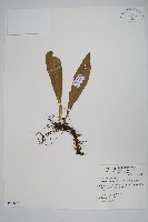 箭葉星蕨藏品圖，第1張