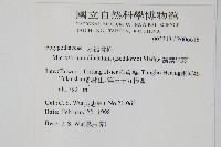 箭葉星蕨藏品圖，第2張