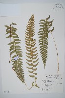 臺灣耳蕨藏品圖，第1張