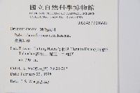 臺灣耳蕨藏品圖，第2張