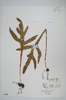 箭葉星蕨藏品圖，第1張