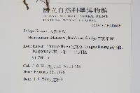 箭葉星蕨藏品圖，第2張