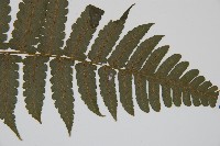 德氏雙蓋蕨藏品圖，第3張