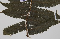 德氏雙蓋蕨藏品圖，第5張