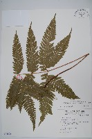 傅氏鳳尾蕨藏品圖，第1張