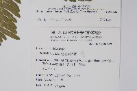 傅氏鳳尾蕨藏品圖，第2張